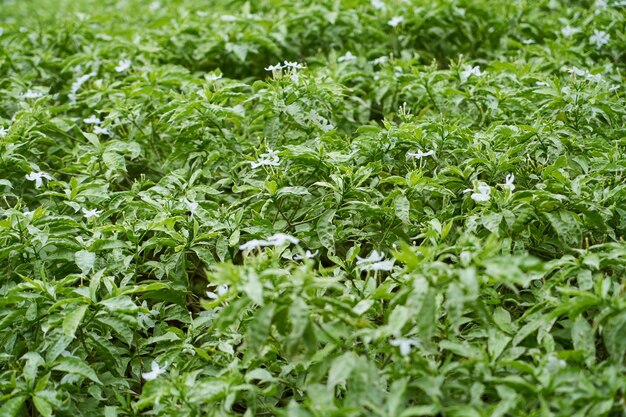 テクスチャ背景クローズアップ植物マクロ