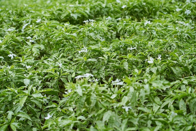 テクスチャ背景クローズアップ植物マクロ