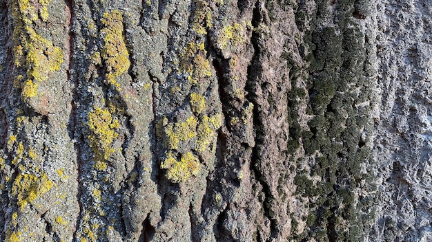 Texture of the bark of an old tree covered with green moss. good background.