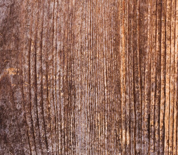 Texture of bark wood with old natural pattern