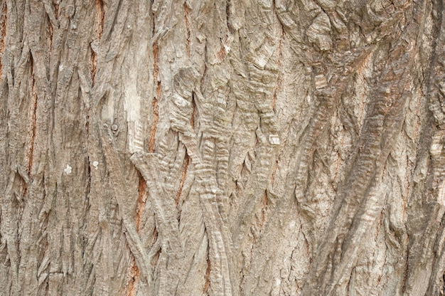 Free photo texture of bark