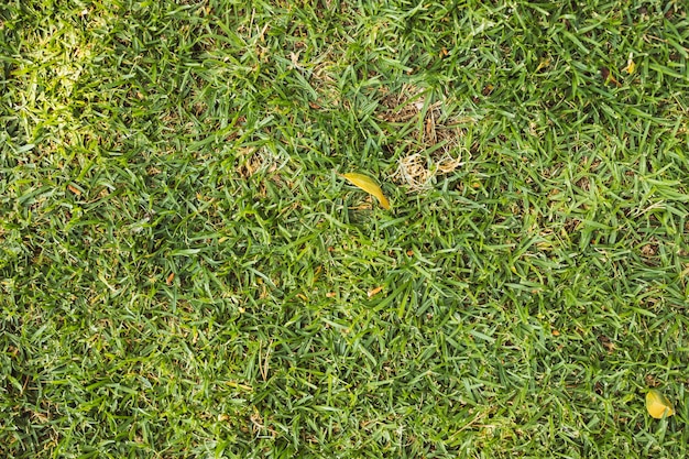 Texture of bright green grass