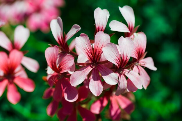 Texture of close up flowers