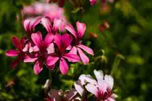 Free photo texture of close up flowers