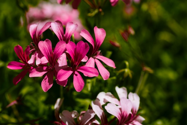 Texture of close up flowers