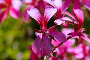 Free photo texture of close up flowers