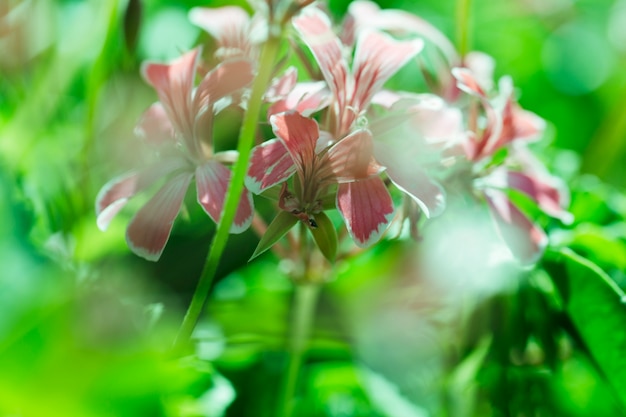 Texture of close up flowers