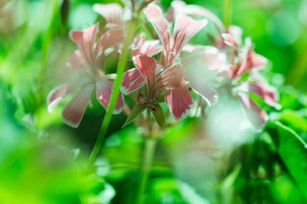 クローズアップの花のテクスチャ