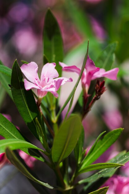 Texture of close up flowers