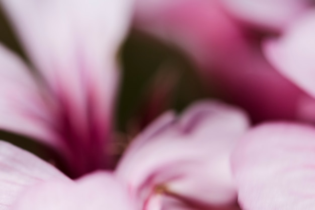 Texture of close up flowers