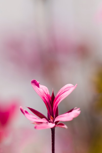 Texture of close up flowers