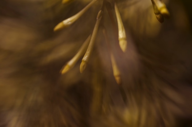 Texture of close up plants