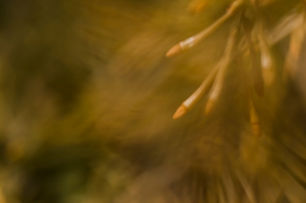 Free photo texture of close up plants