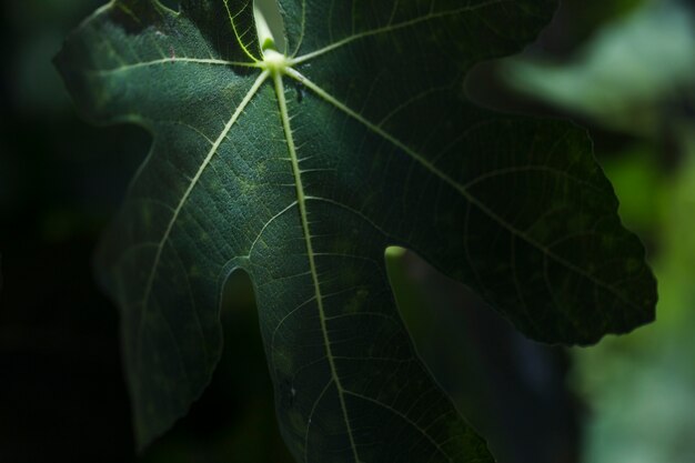 Texture of close up plants