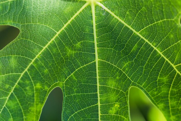 Texture of close up plants