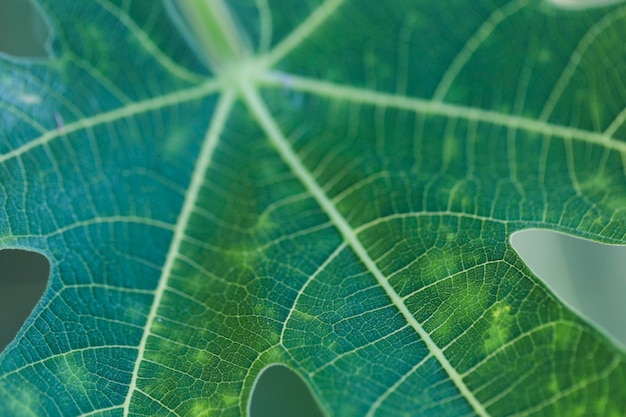 Texture of close up plants