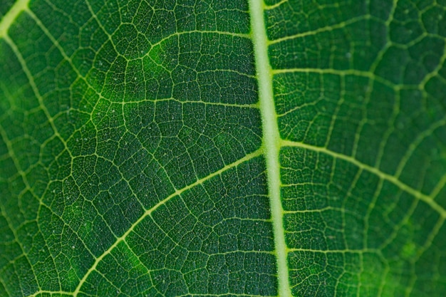 Texture of close up plants