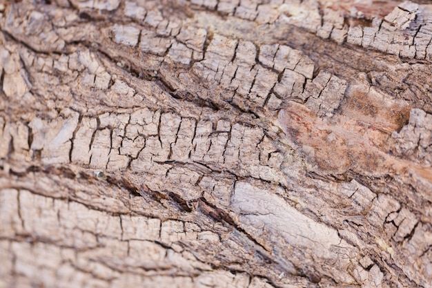 Texture of close up wood