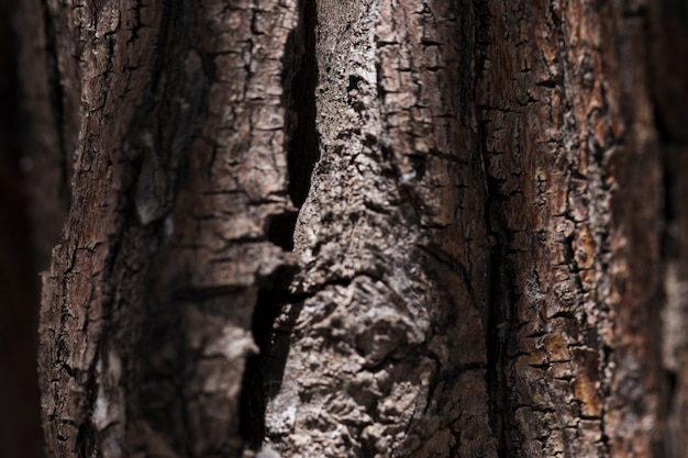 Texture of close up wood