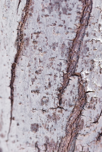 Texture of close up wood