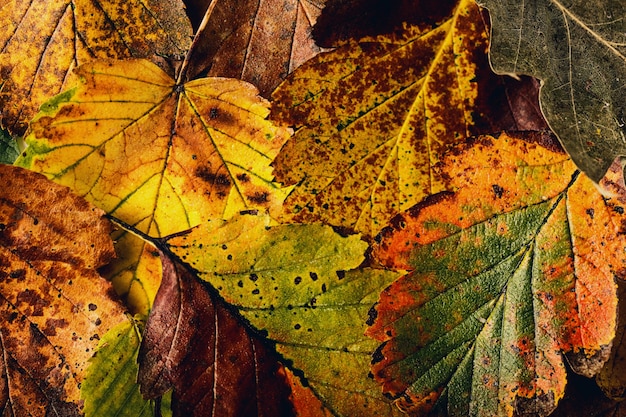Texture of colorful leaves