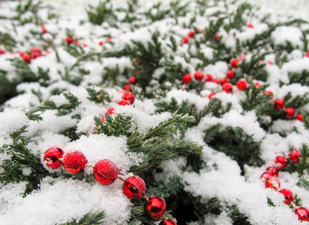 Texture of conifer tree branches covered with snow and red beads christmas new year background