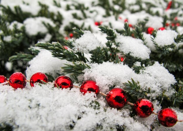 Texture of conifer tree branches covered with snow and red beads christmas new year background