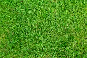 Free photo texture grass field