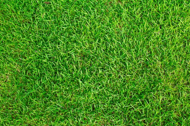 Texture grass field