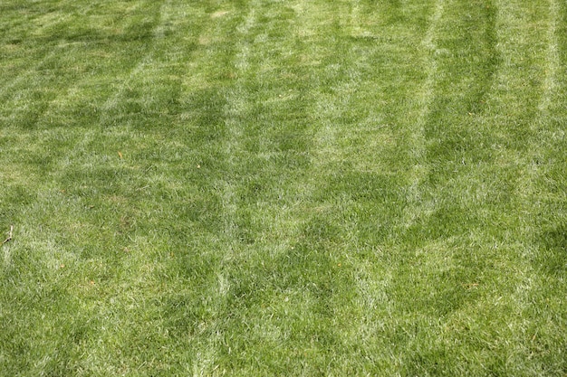 Free photo texture of grass seen from above