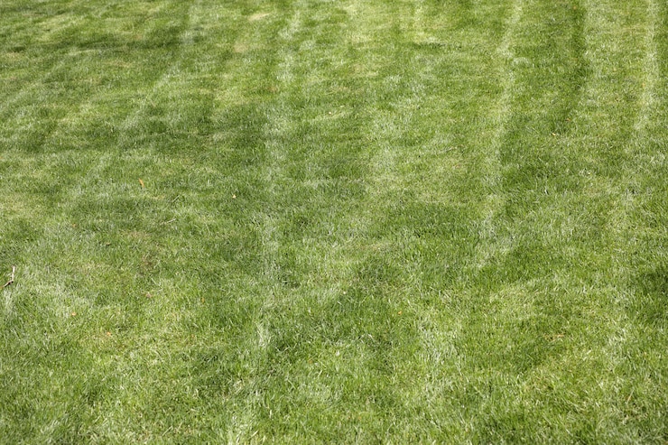 Free Photo texture of grass seen from above