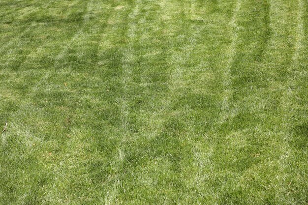 Texture of grass seen from above