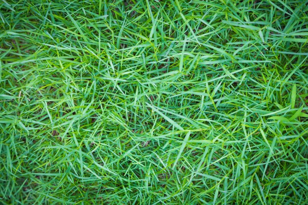 Текстура зеленой лужайке