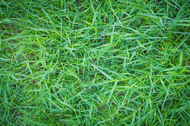 Texture of green lawn