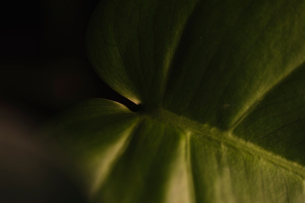 Free photo texture of green leaf