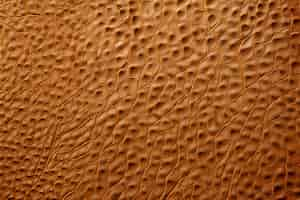 Free photo texture of hairless animal skin