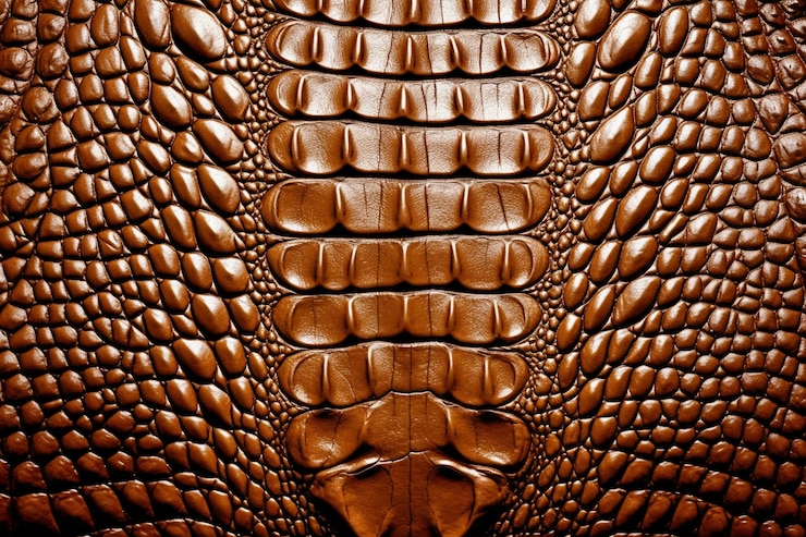 Free Photo texture of hairless animal skin