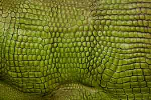 Free photo texture of hairless animal skin