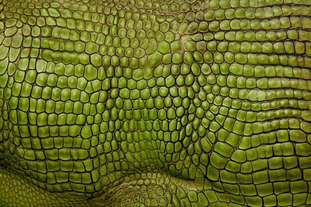 Texture of hairless animal skin