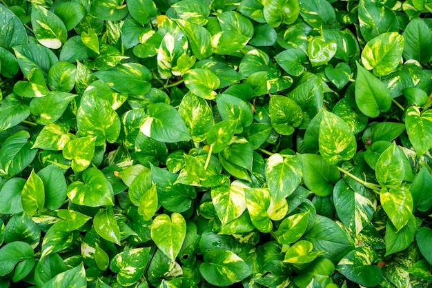 Texture of leaves of plants