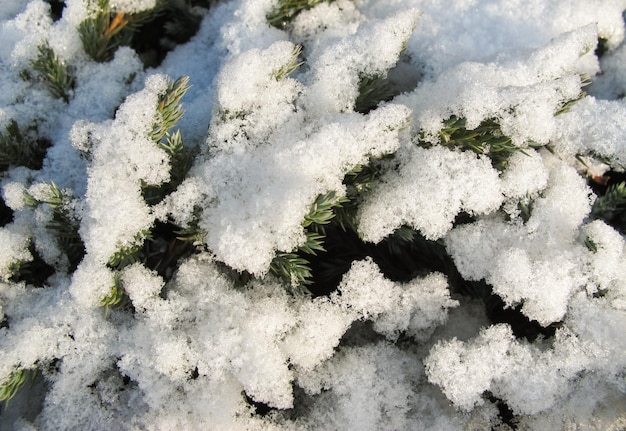 The texture of many covered snow branches of green coniferous tree in daylight