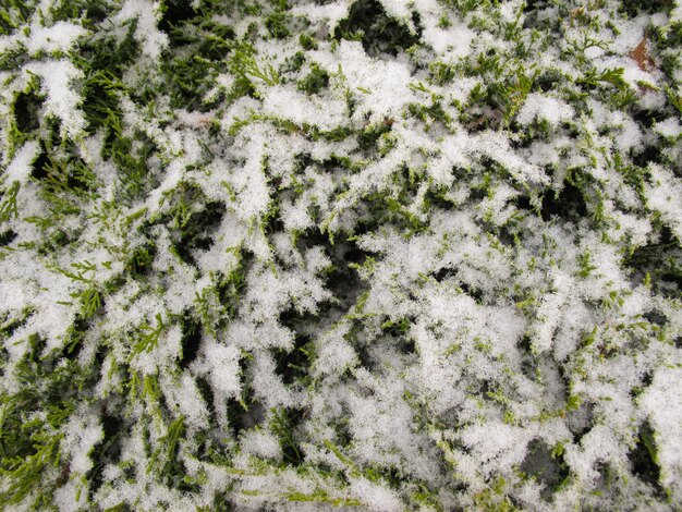 The texture of many covered snow branches of green coniferous tree in daylight