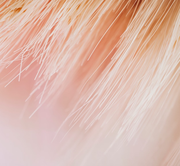 Free photo texture of many light fibers in pinkness