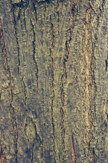 Free Photo texture nature brown slice old
