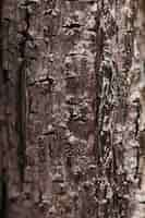 Бесплатное фото Текстура крупным планом древесины