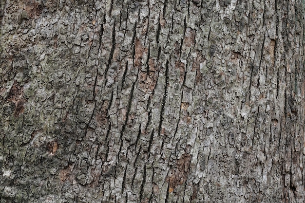 Texture of old trunk