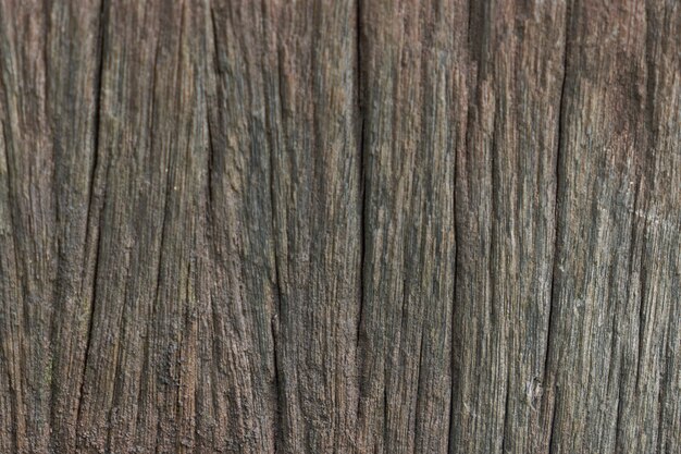 Texture of tree bark