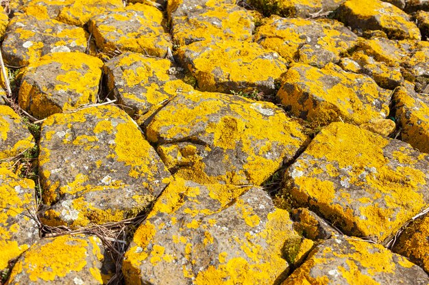 Texture yellow rock background