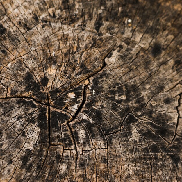 Textured detail of weathered stump