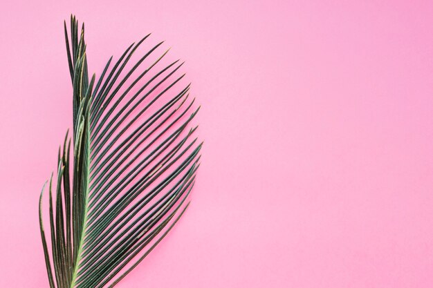 Textured leaf on pink